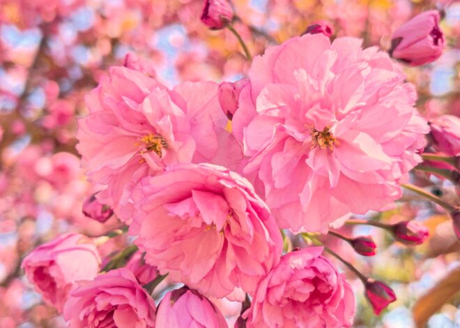 Jag älskar körsbärsblommor