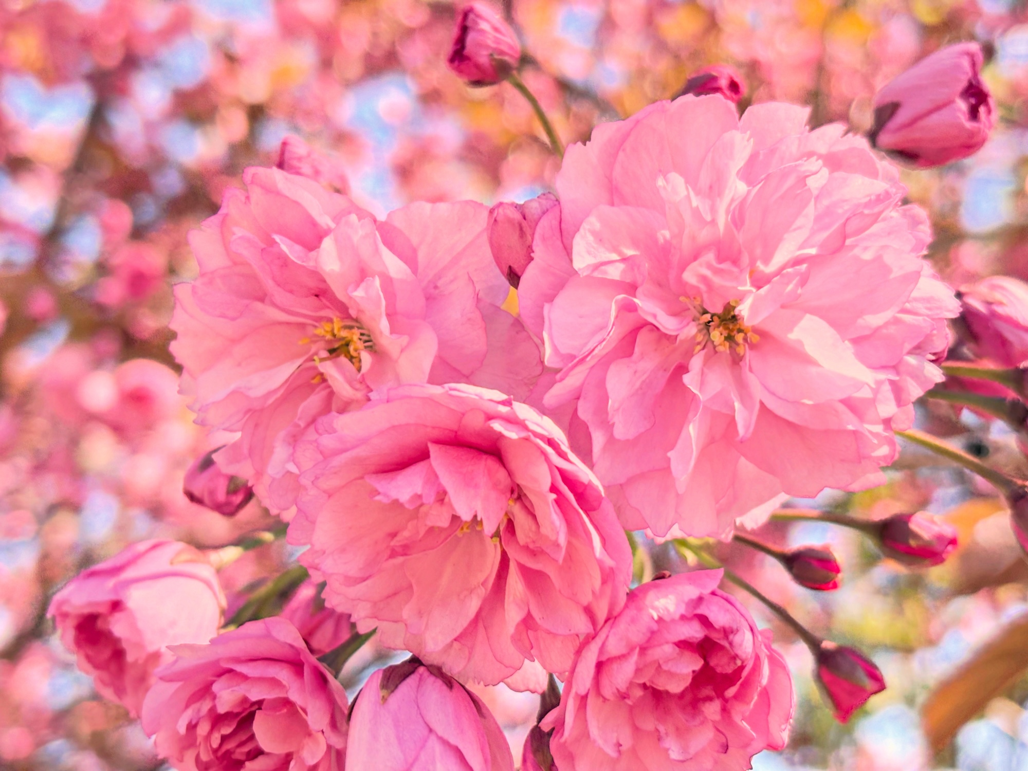 Jag älskar körsbärsblommor